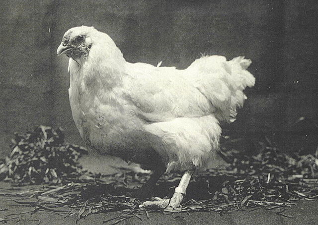 Une poule Chantecler Blanche, photo prise en 1926 à l'abbaye Notre-Dame-du-Lac au Québec, où la race a été développée