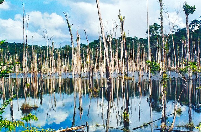 L'Amazonie guyanaise