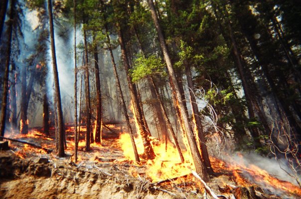 Feu de forêt en Colombie-Britannique, Canada