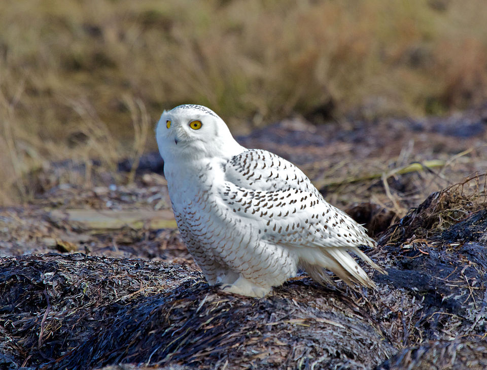 Harfang des neiges