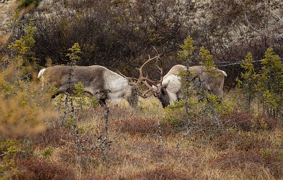Caribou forestier