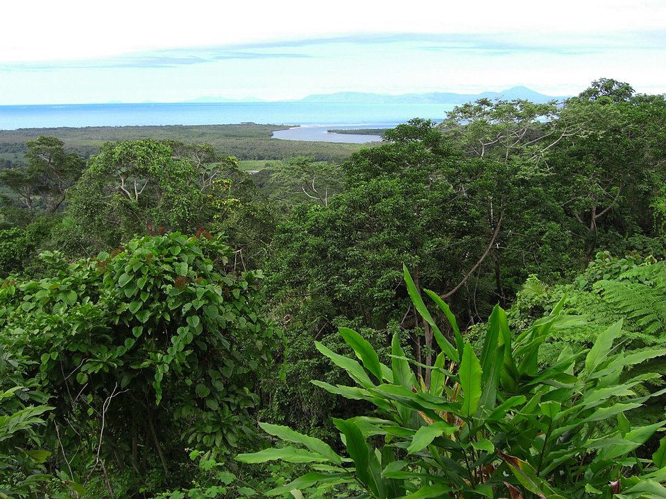 Vue de la canopée de la forêt Daintree, Australie