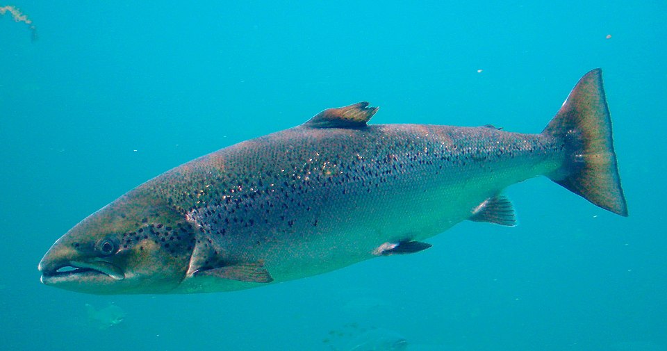Saumon de l'Atlantique (Salmo salar)