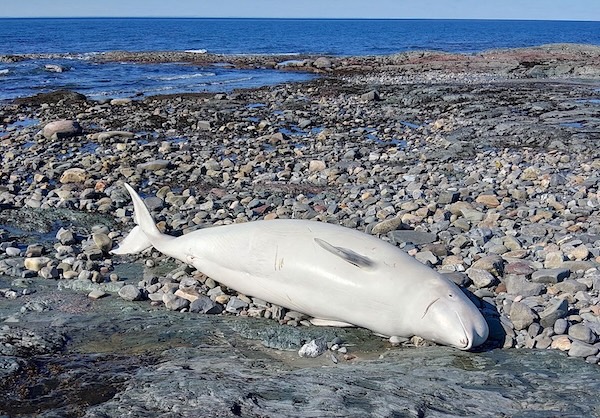 Femelle béluga trouvée au printemps dans le secteur de Baie-des-Sables.