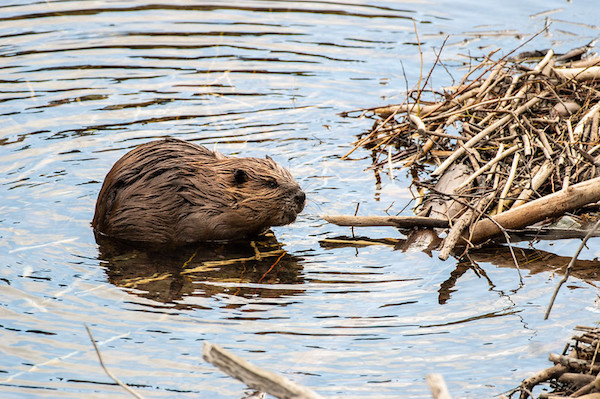 Castor d'Amérique du Nord (Castor canadensis)