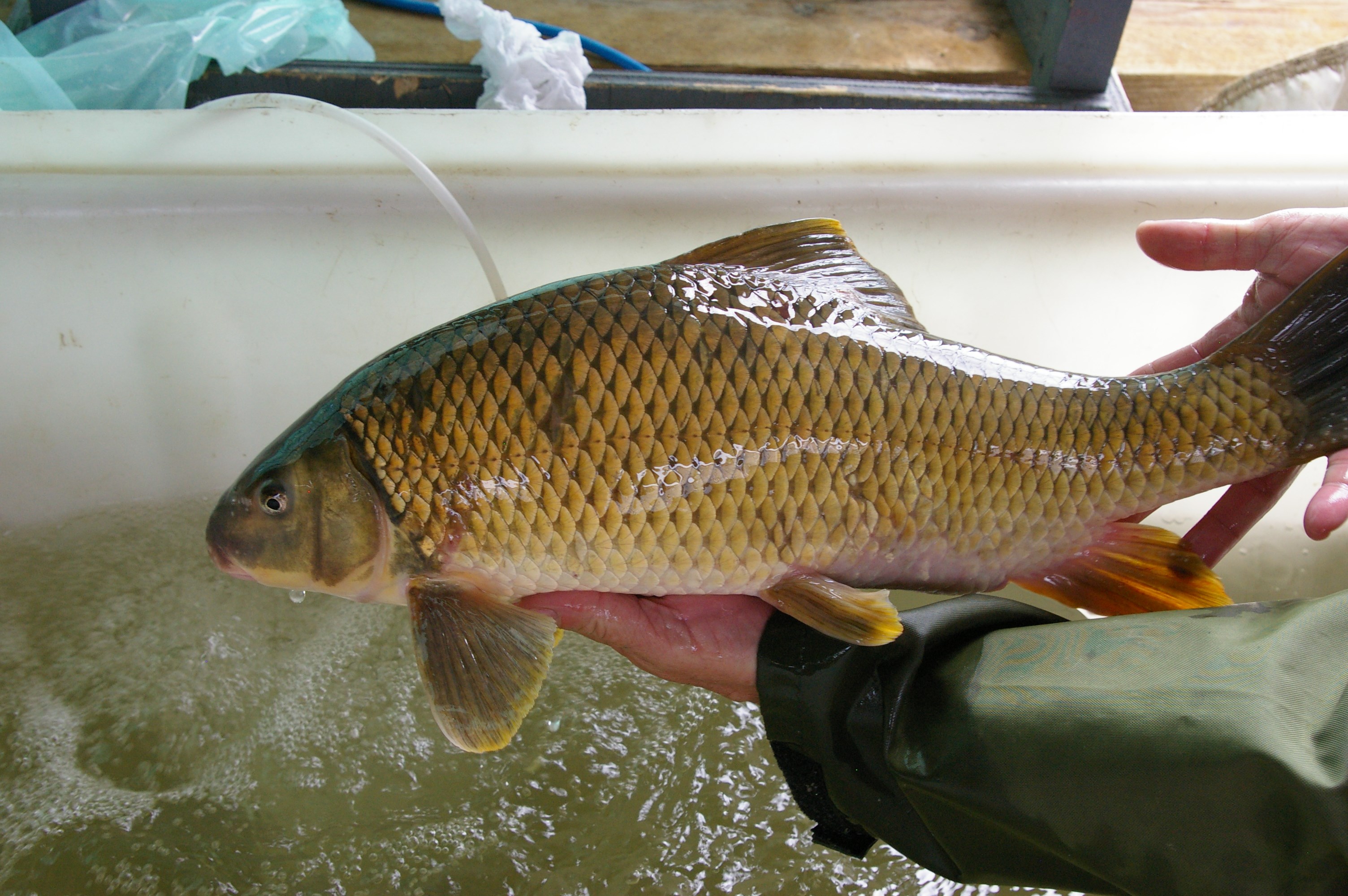 Chevalier cuivré (Moxostoma hubbsi)