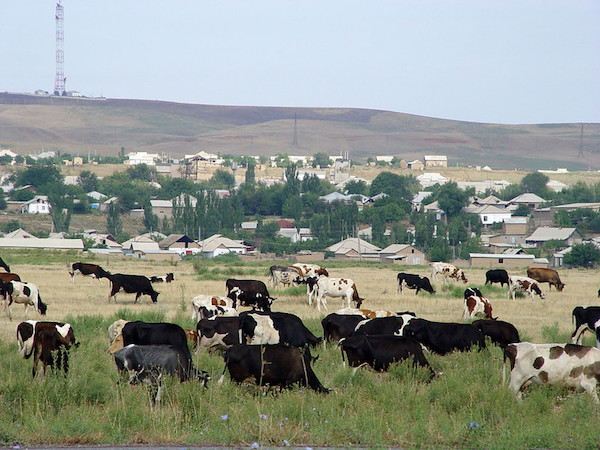 Un troupeau de bovins paît dans un pâturage près d'un village. Kazakhstan.