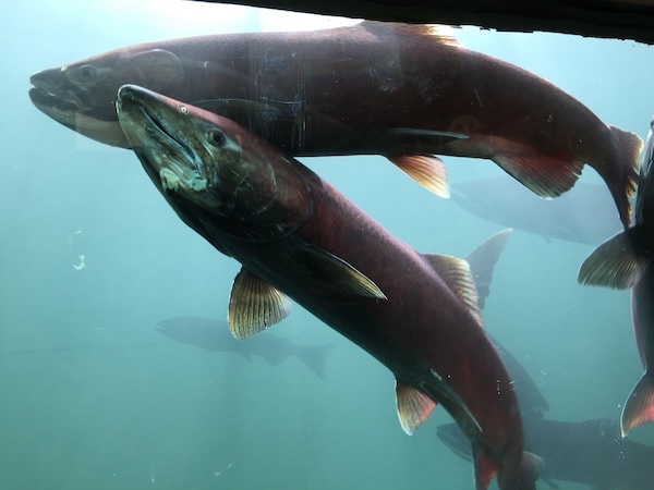 Saumon quinnat (Oncorhynchus tshawytscha)