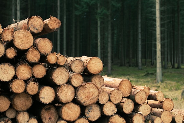 Bois empilé suite à des coupes de foresterie