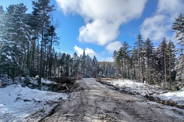 Forêt ancienne des lacs Grandbois