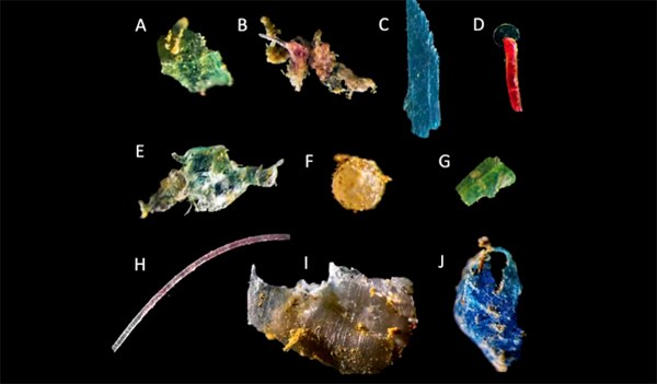 Exemples de microplastiques retrouvés dans le fleuve et son estuaire du Saint-Laurent