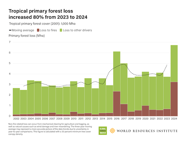 La perte de forêt primaire tropicale a augmenté de 80 % entre 2023 et 2024