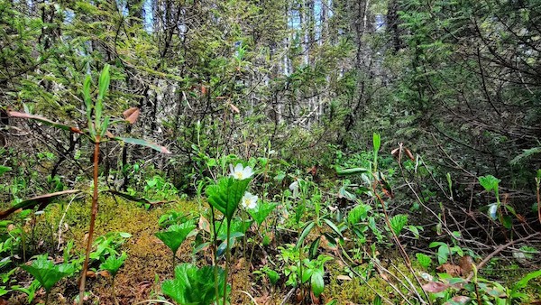 Tourbière Bois-des-Bel, à Cacouna